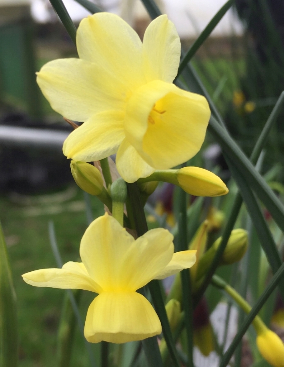 Narcissus triandrus 'Angel's Breath' 